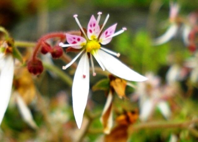 ユキノシタの花 花と蕎麦とリハビリと 楽天ブログ