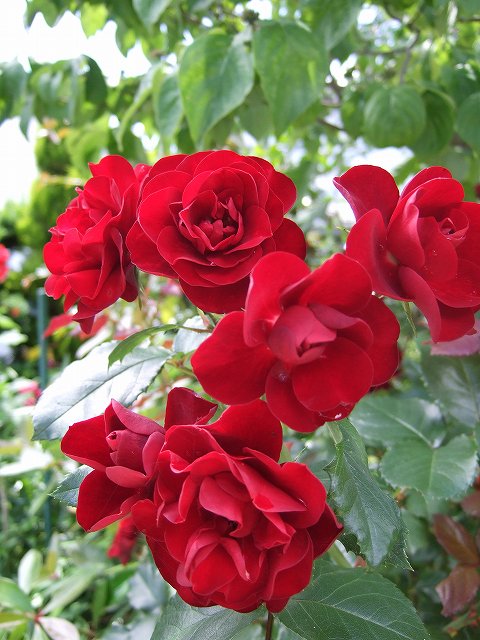 母の赤いバラ