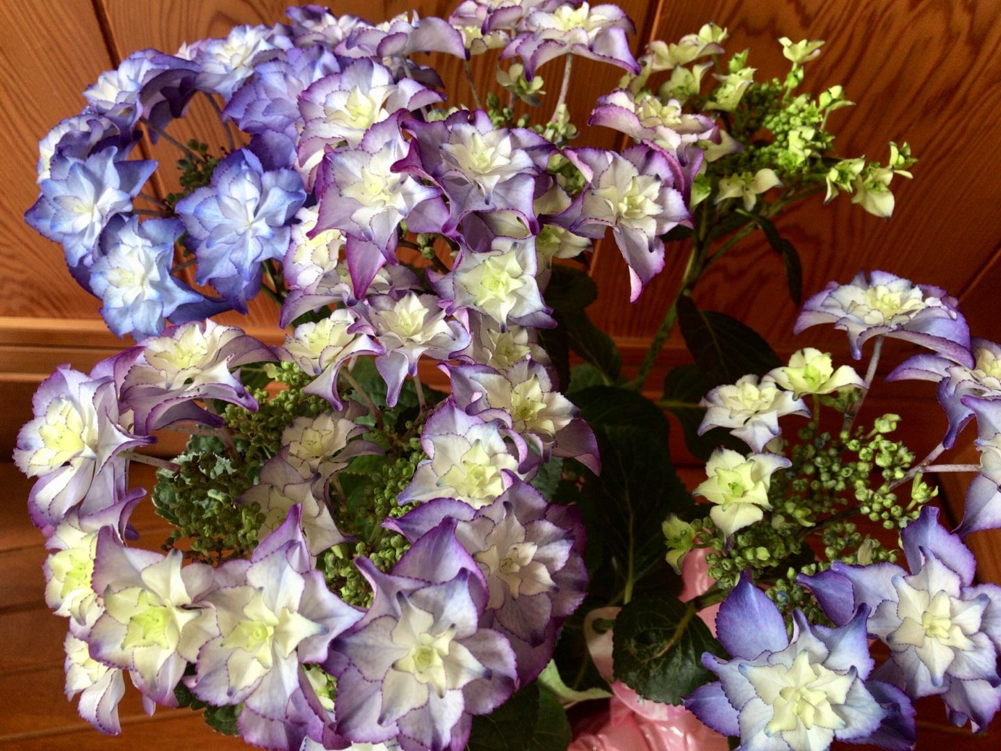 新品種紫陽花 Reiwa のんびり好きなこと書くよ 楽天ブログ