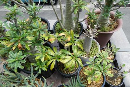 ドルステニアギガス ] | 小平太1098のブログ - 楽天ブログ