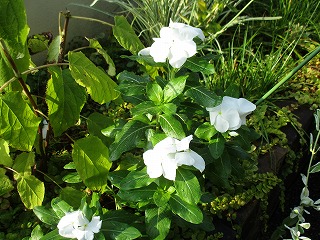 IMG_7302ss.jpg