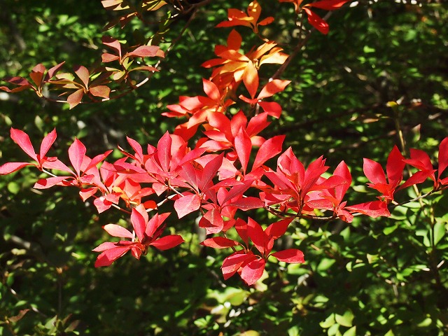 s-p2709.jpg