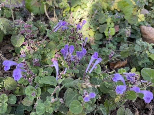 立浪草 紫と白 今日のお客さん 静かな時が流れる 風の庭 楽天ブログ