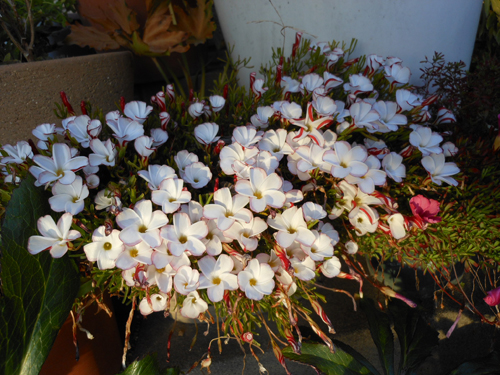 DSCN0537.JPG