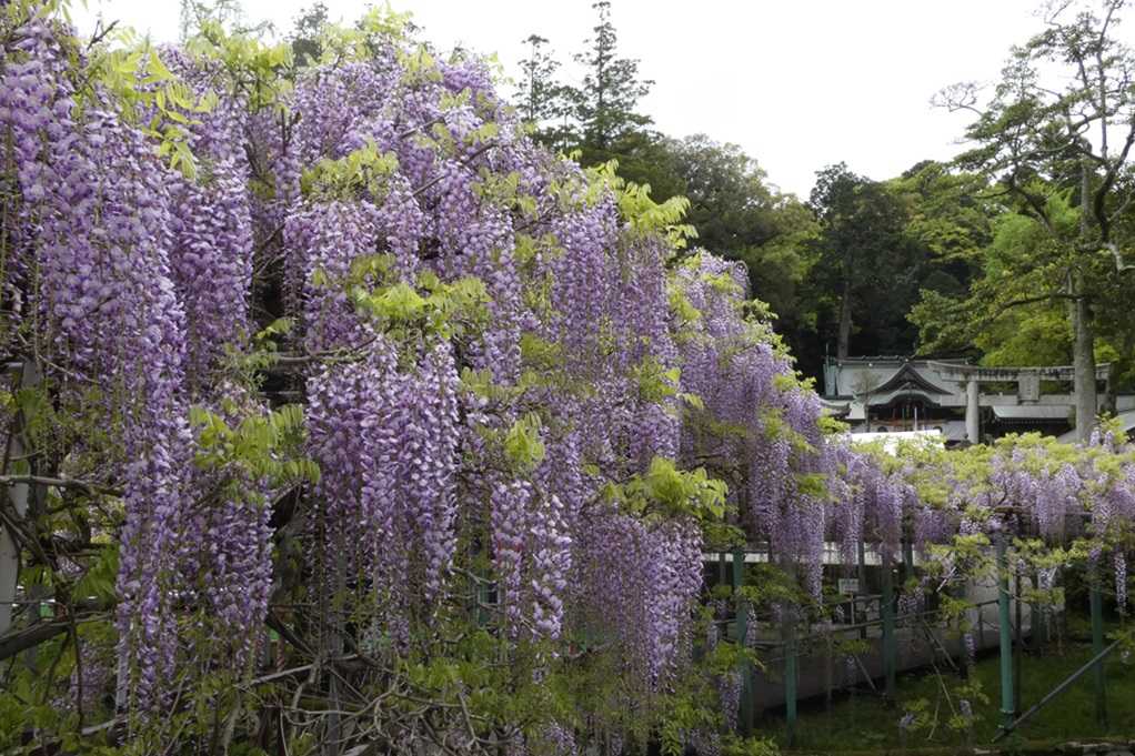 515