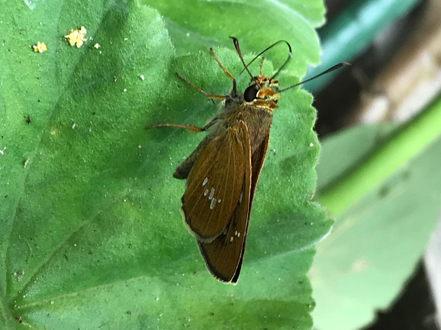 オオチャバネセセリ のん木ぶろぐ 楽天ブログ