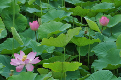 蓮の花