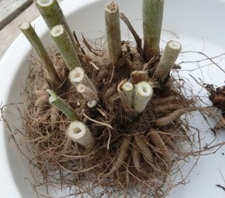 ラナンキュラスの球根の掘り上げ のんびりガーデニング 楽天ブログ