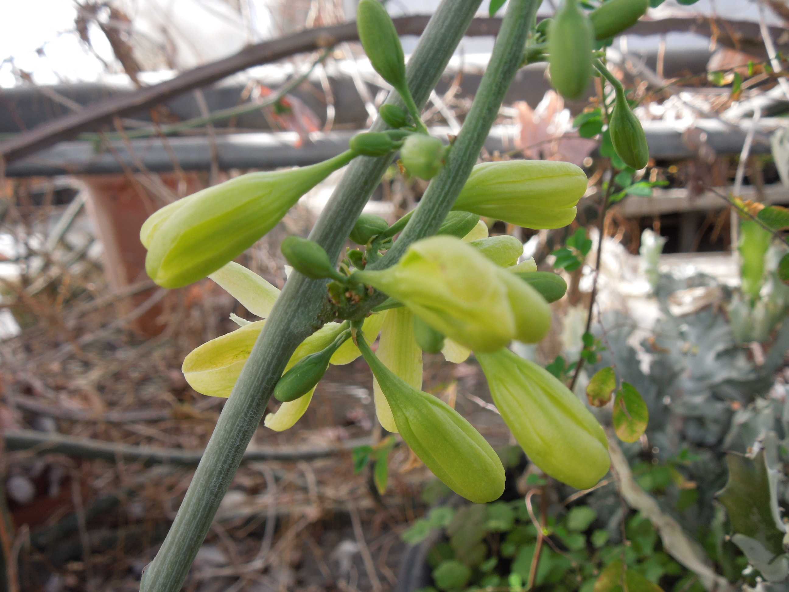 アデニア・グラウカ(Adenia glauca)~花が咲いていた | 小平太 アデニア・グラウカ(Adenia glauca)~花が咲いていた | 小平太