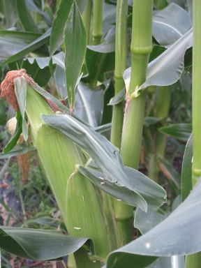 IMG_1045縮小 - コピー.jpg