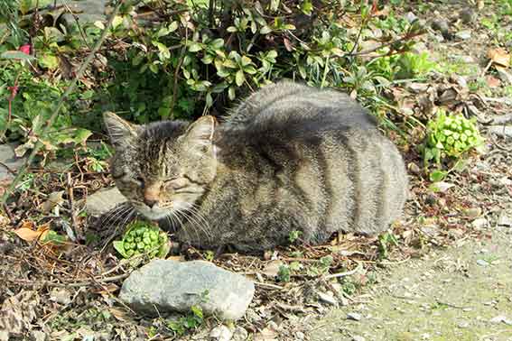 我が家のニャンコ♪2016/3/10-2