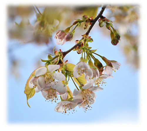 桜1