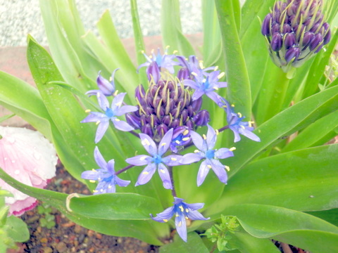 空の花壇　名前はこれから-1