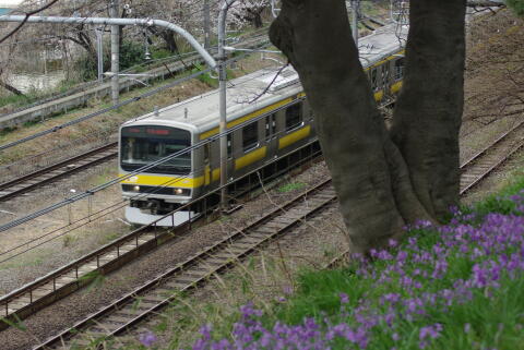 外濠公園の桜