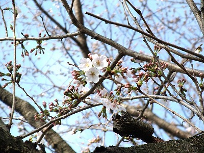 20130320ソメイヨシノ開花