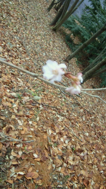 冬の桜２.jpg