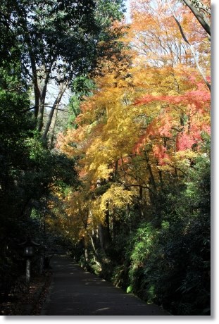 白山比メ神社-12 モミジ-4 13.11.27