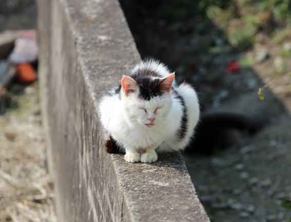 我が家のニャンコ♪2014/03/24-3