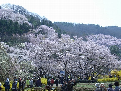 福島市・花見山3