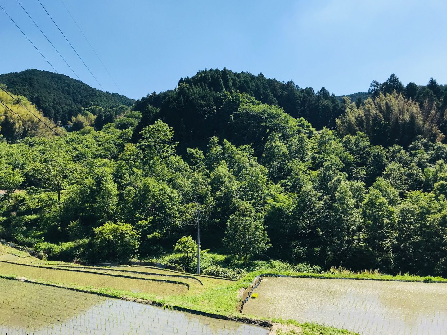 4ページ目の 住 ベランダ ガーデニング 植物 花 果樹 野鳥 Roimachisu 楽天ブログ
