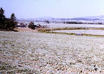 北海道のタマネギ畑