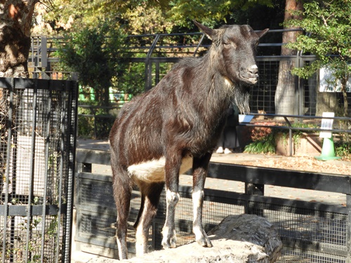 井の頭自然文化園