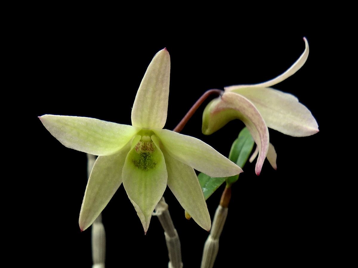 緑花２品種 長生蘭の世界 楽天ブログ