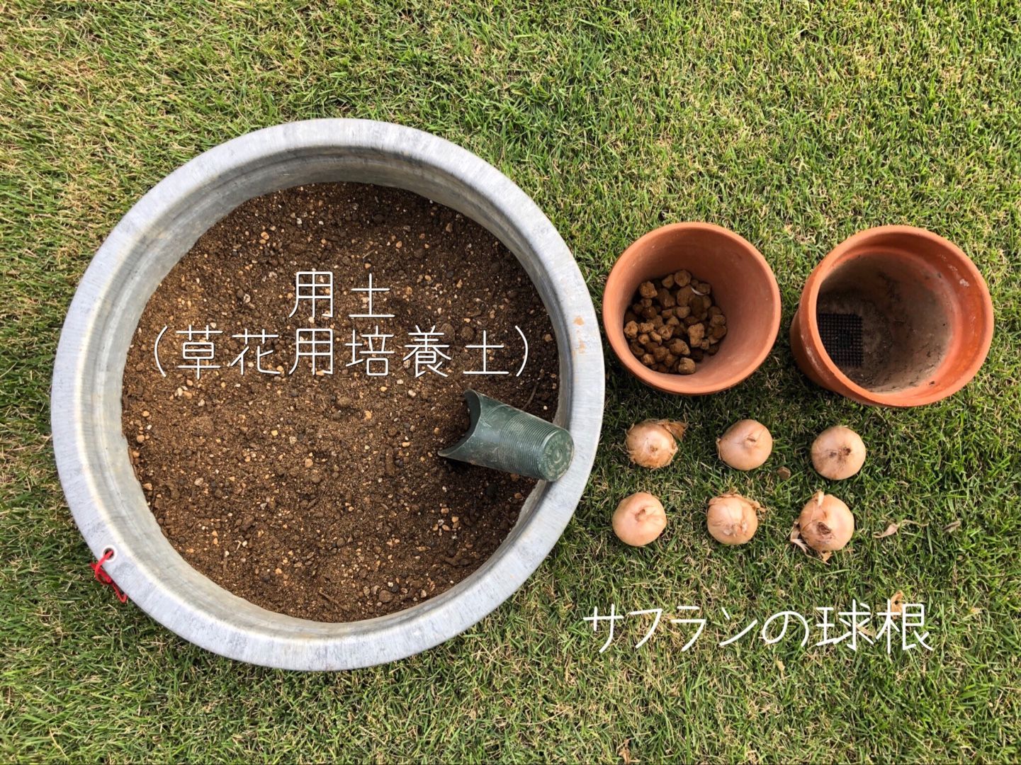 栽培日記 サフランの球根の植え付け 庭ぐらし 楽天ブログ