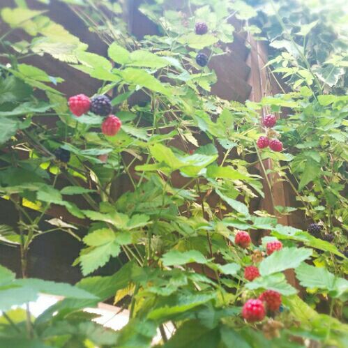 rblog-20180611123827-01.jpg