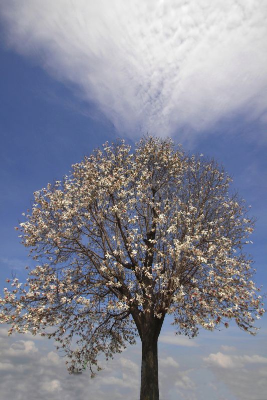2014春の花_004-3.29コブシ.jpg