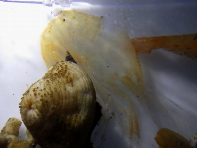ボタンエビ（Pandalus nipponensis）4　深海性エビの脱皮殻