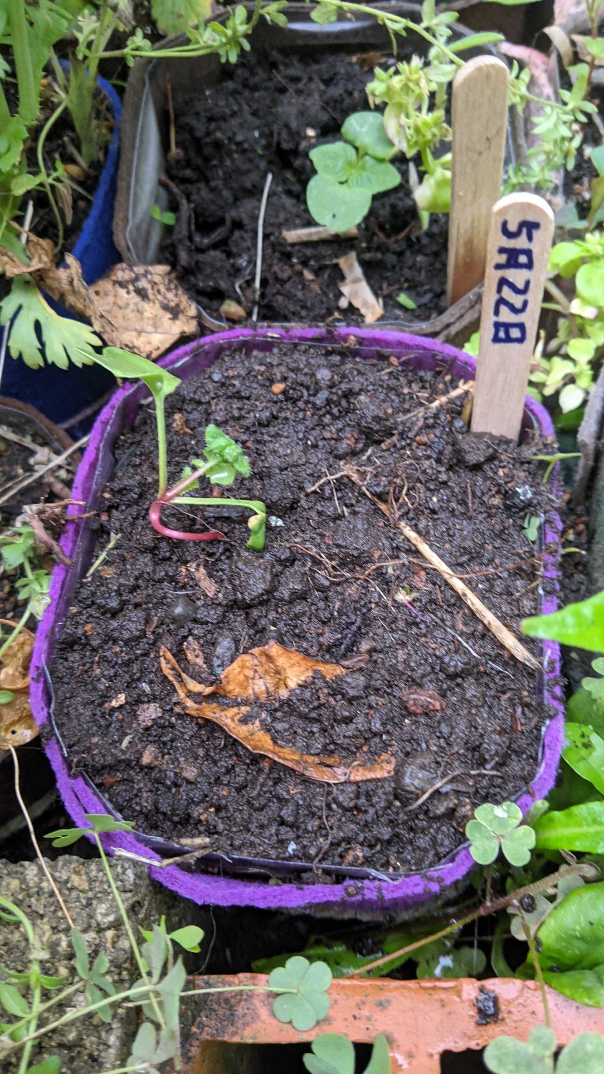 ポーチュラカを地植えします ぐり んおあしす Oniwa Cafe 楽天ブログ