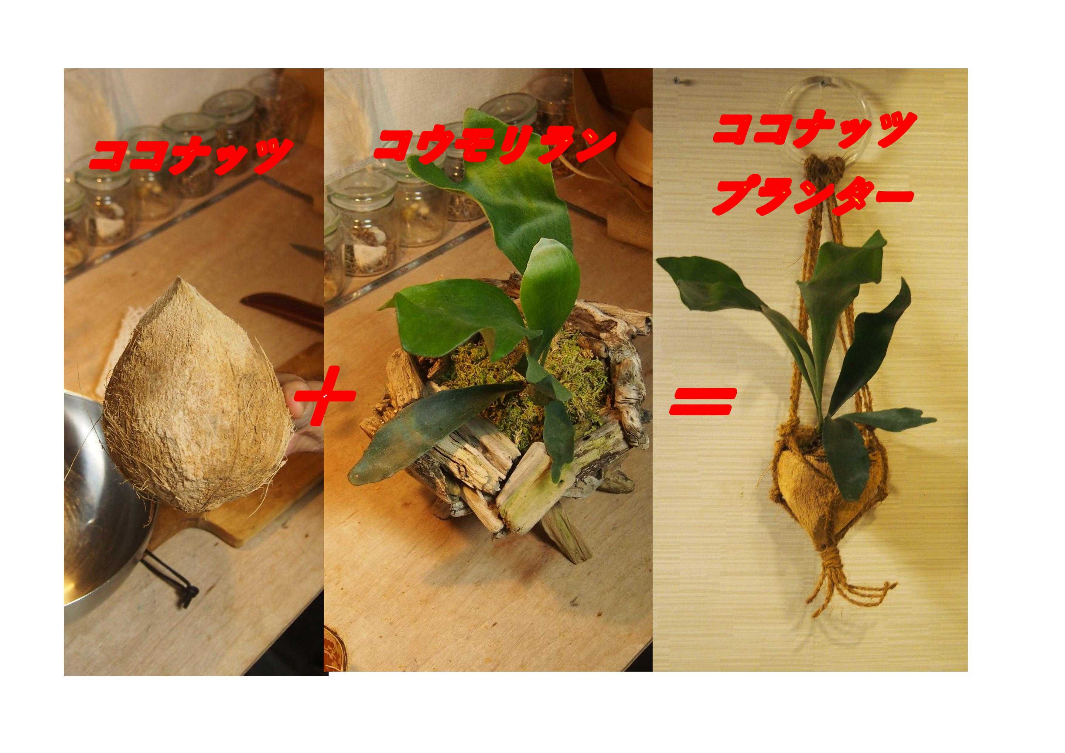 ココナッツを使ったプラントハンガーの作り方 コウモリランを植えました 植物製造所 ラクマに出品するまでを紹介 楽天ブログ