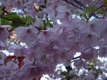 花１６.jpg