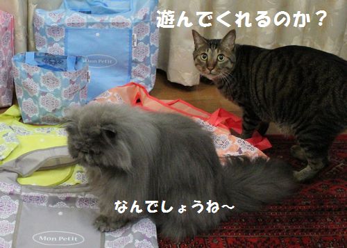 モンプチ２.jpg