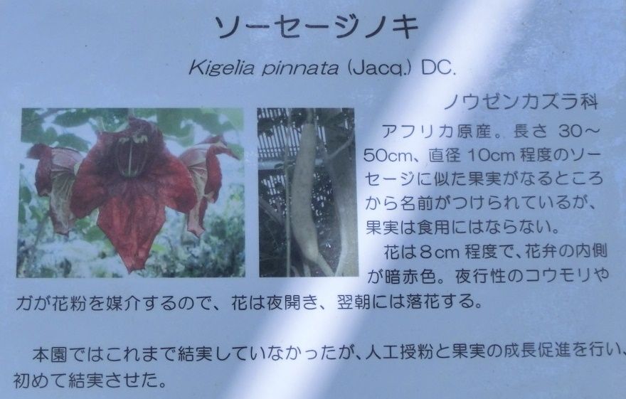 京都府立植物園で見た花 エキウム２品種 ソーセージの木 だい のひとりごと 楽天ブログ