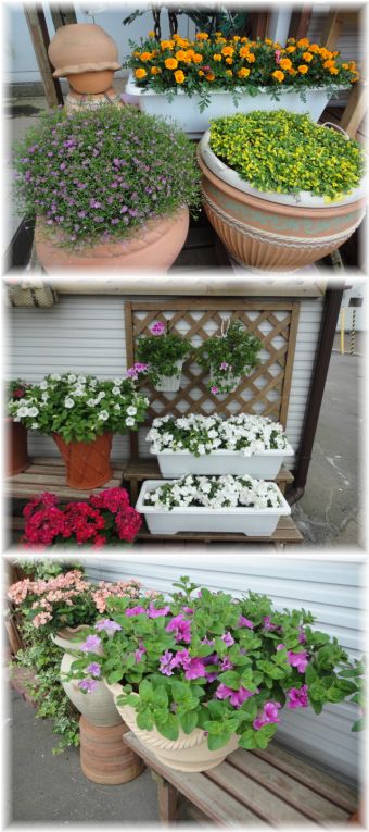 ぺチュニアではないけれどメインガーデンに引っ越し