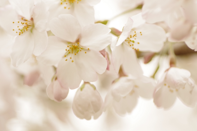 桜１０