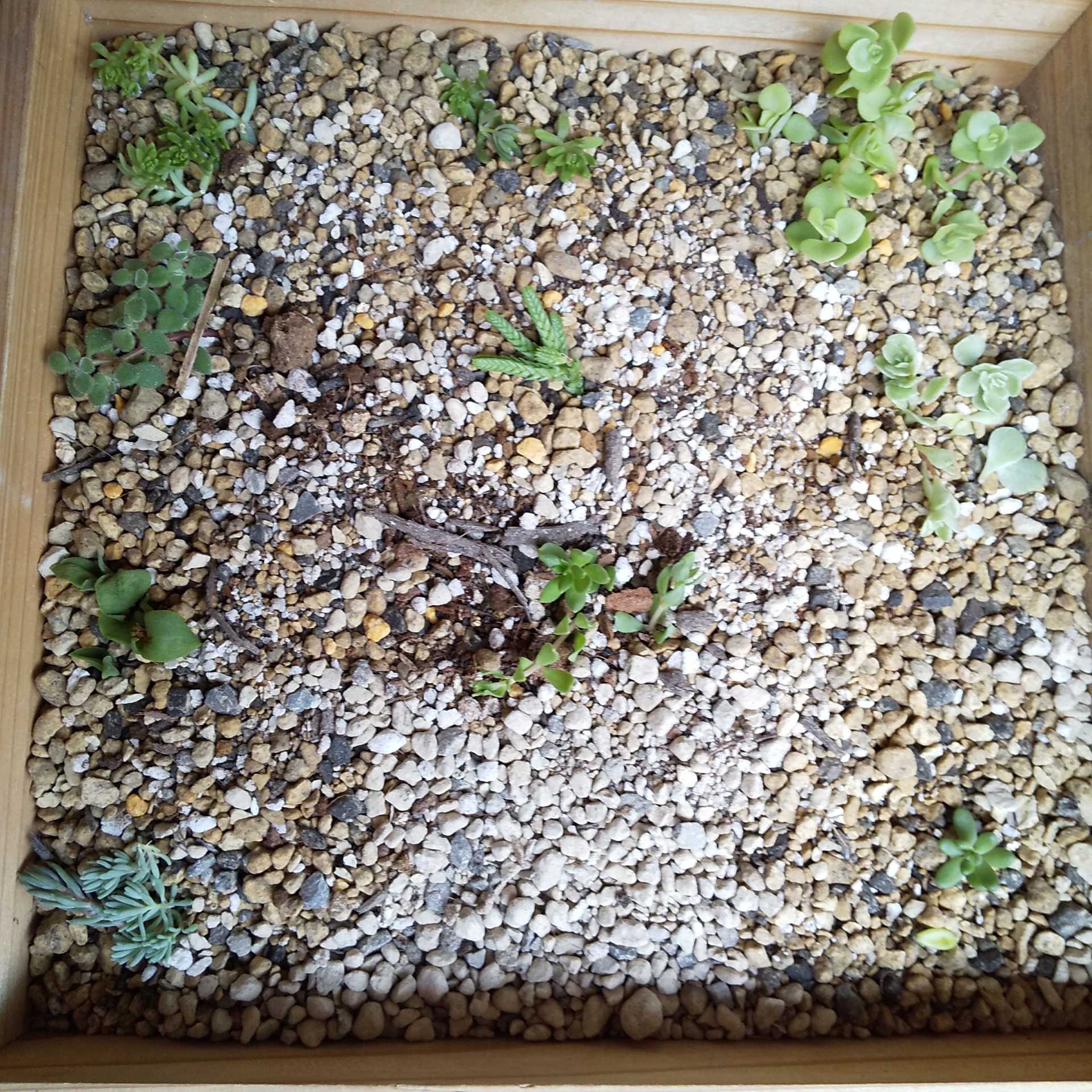 おまけのセダムたち 多肉植物はじめました 楽天ブログ