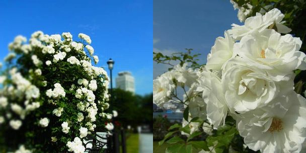 20120526e.jpg