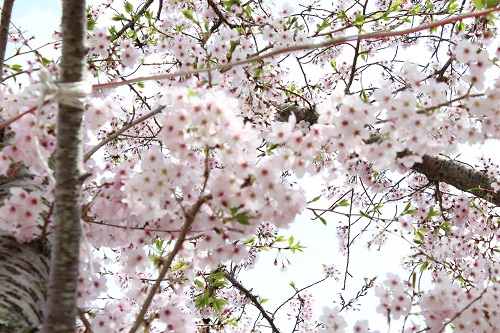 桜 (2).JPG