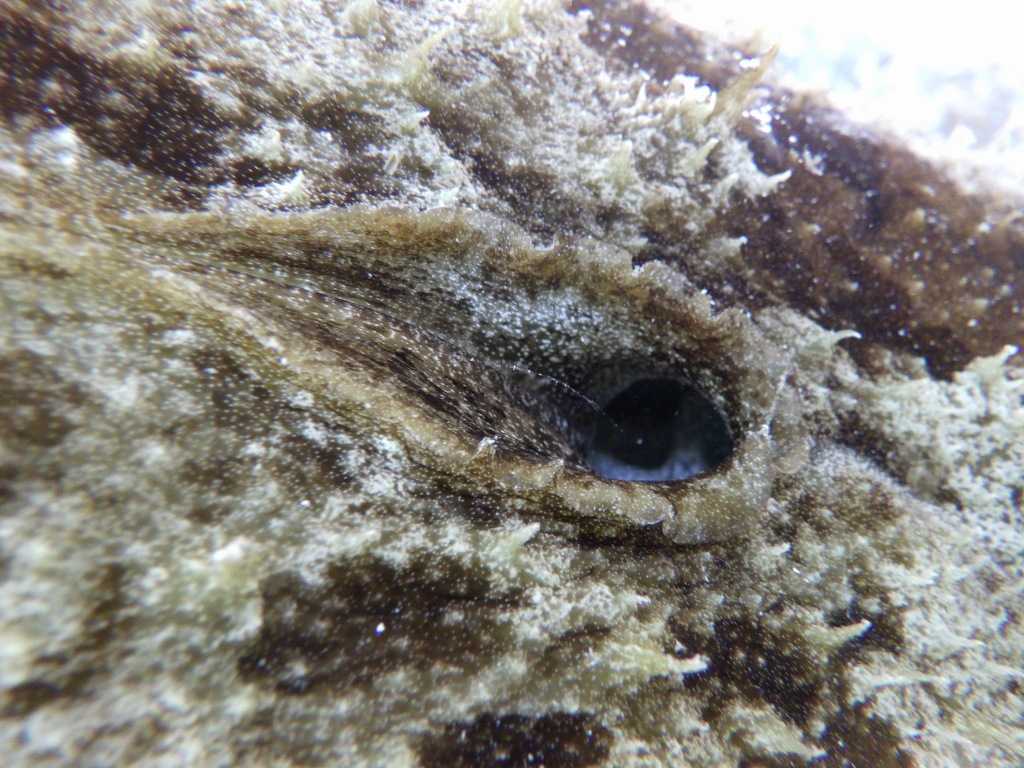 串本磯採集2023年8月上旬27　タツナミガイ（Dolabella auricularia）の出水管