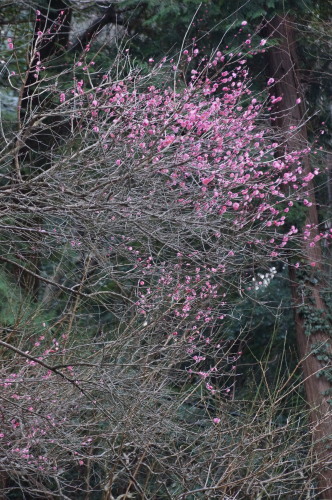 DSC06186b20160202.jpg