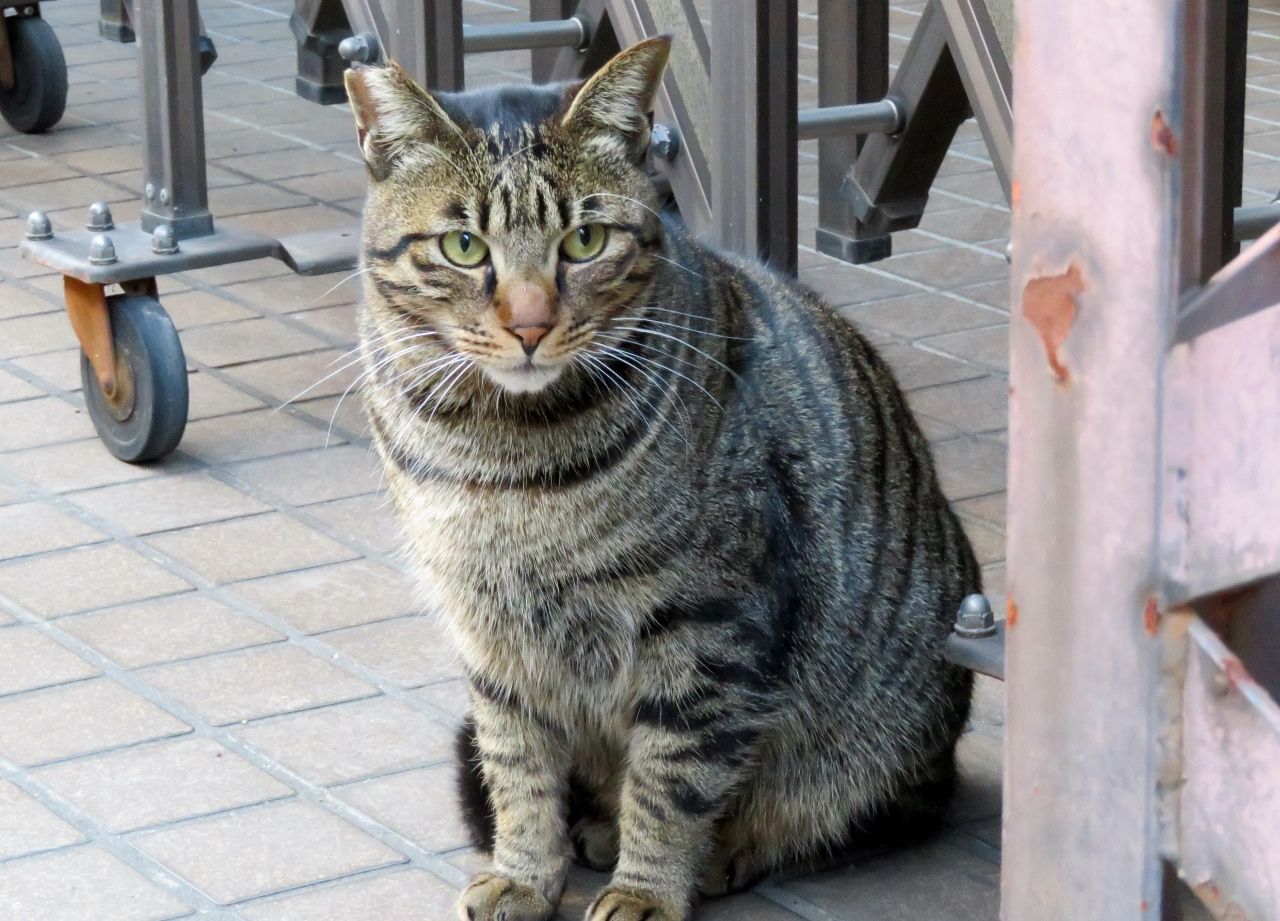 強風の中 猫たちは の巻 人さまのネコ 楽天ブログ