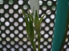 2013年9月24日の開花した横の蕾