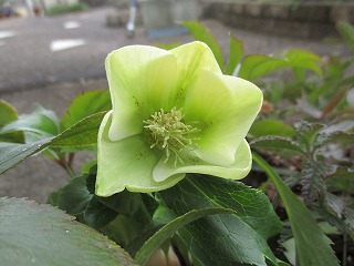 IMG_6031ss.jpg