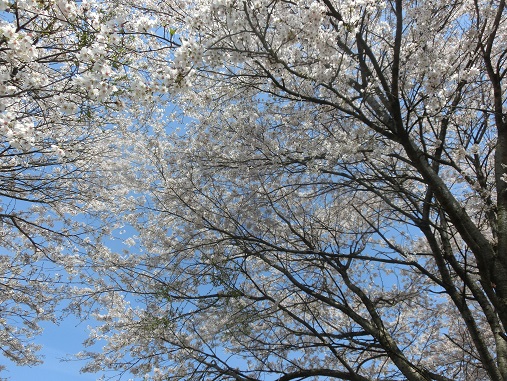 親水公園桜