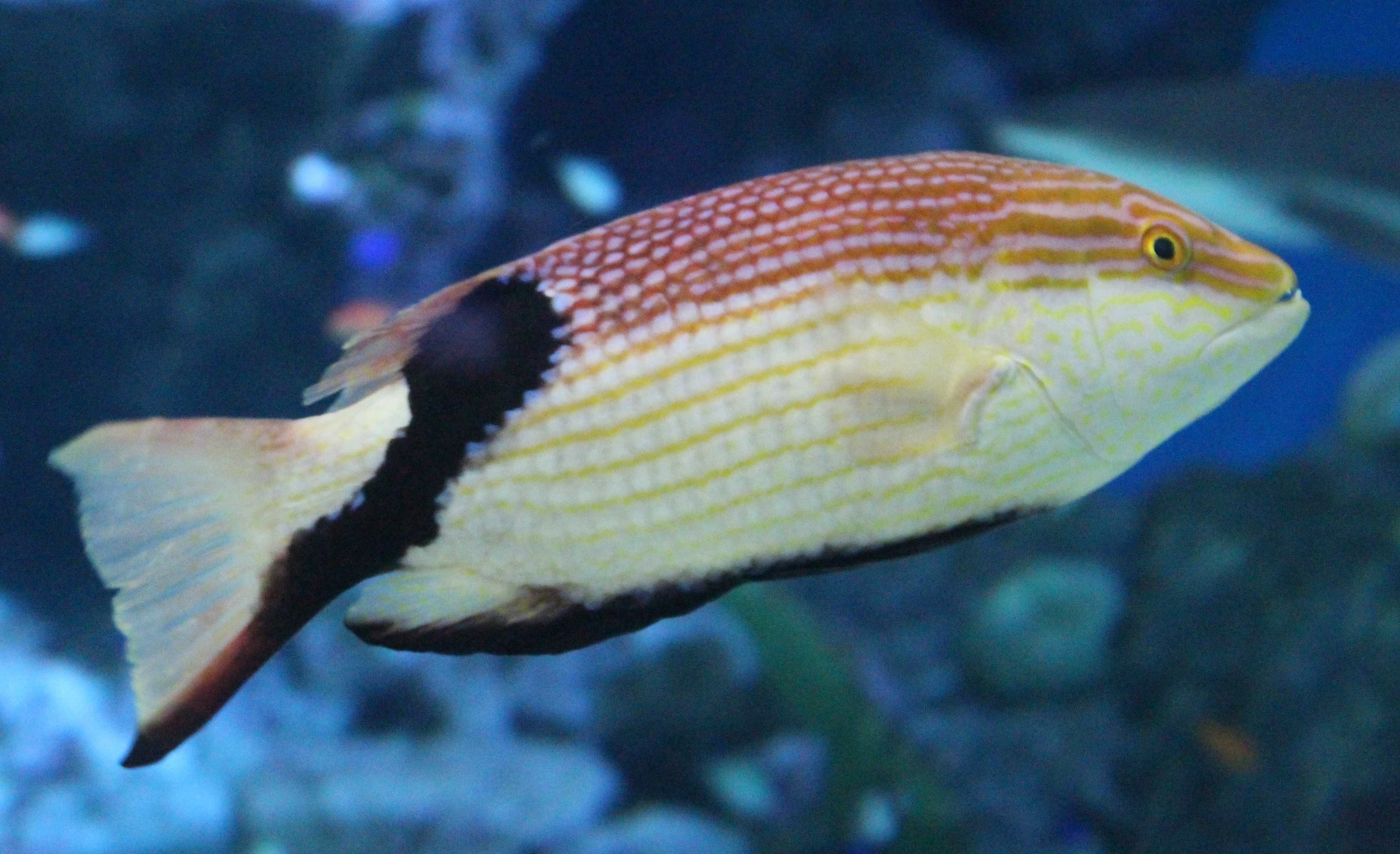 3ページ目の記事一覧 Elfin S Note 楽天ブログ