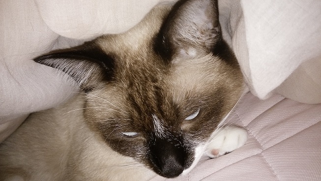 ライ