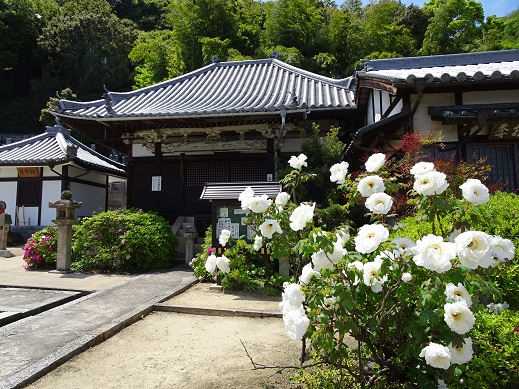 天王寺　牡丹